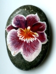 kvety orchidea-0005